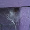 Grass spider?