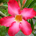 impala lily, desert rose, et al