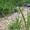 Blue Flag Iris