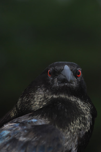 Spotting Image 1