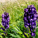 Monkshood/Modra preobjeda