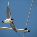Golondrina