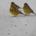 Yellowhammer