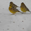 Yellowhammer