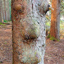 Unknown tree