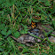 Carrion Beetle