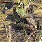 Green Frog