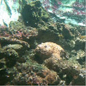 Pesce pietra