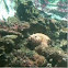 Pesce pietra