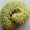 Elm Sawfly.