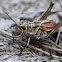 Eastern Lubber Grasshopper