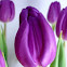 Purple tulip