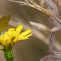 Common grass blue