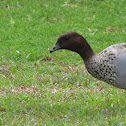 Australian Wood Duck