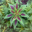 Colorful Leaves of Chaulaaee ( चौलाई ) 