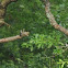 Downy Woodpecker v. Carolina Chickadee