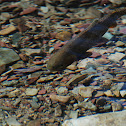 Cutthroat Trout