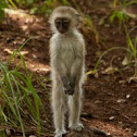 Vervet monkey