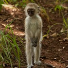 Vervet monkey