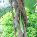 Carolina Anole