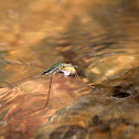 Water Strider