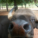 Gaur