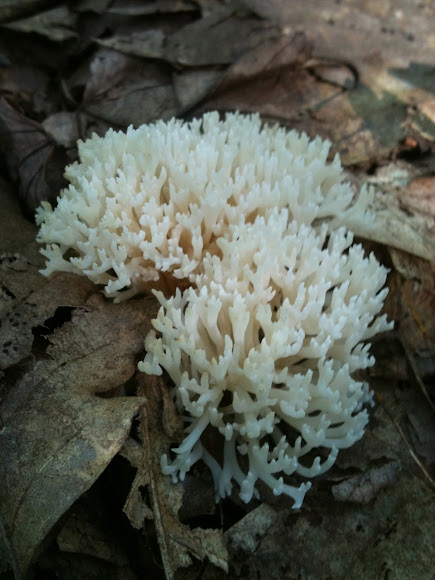 Spotting Image 1