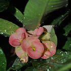 Crown-of-thorns or Christ Plant