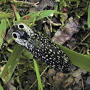 Beetle - Eyed Click Beetle