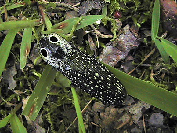 Spotting Image 1