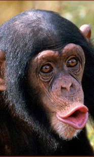 How to download Crazy monkey face Live WP 1.0 apk for laptop