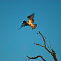 Osprey