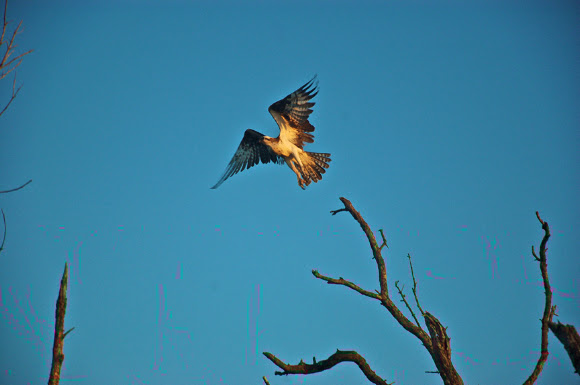 Spotting Image 1
