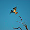 Osprey