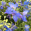 Delphinium