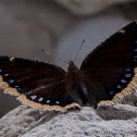 Mourning cloak
