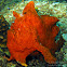 Painted Frogfish
