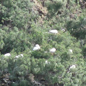 Red-footed Booby