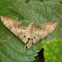 Hawk Moth