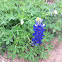 Bluebonnet