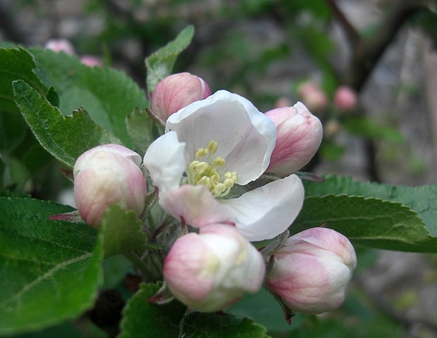[garden apple blossom[4].jpg]