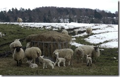 shiplaw lambs