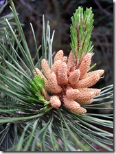 baby fir cones