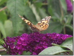 butterfly4a