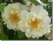 alnwick gardenpale roses