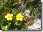 silverweed2