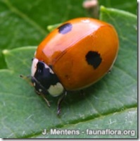 2-spot_ladybird_Jeroen_Mentens
