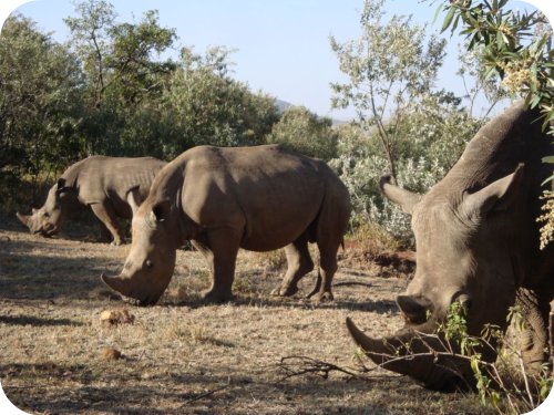 rhinos masai mara
