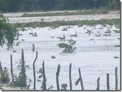 PLANTACIONES DE GUINEO