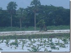 PLANTACIONES DE GUINEO
